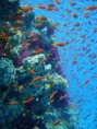 /album/fotogalerie/great6-jpg/