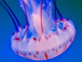 /album/fotogalerie/quallen-im-aquarium-jpg/